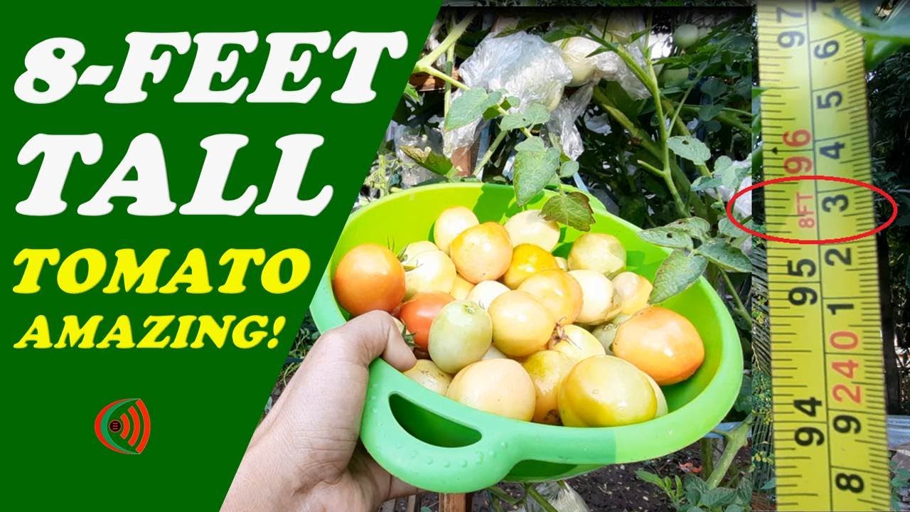 How I planted the 8Feet Tall Tomato 8 Feet Tall Tomato grown
