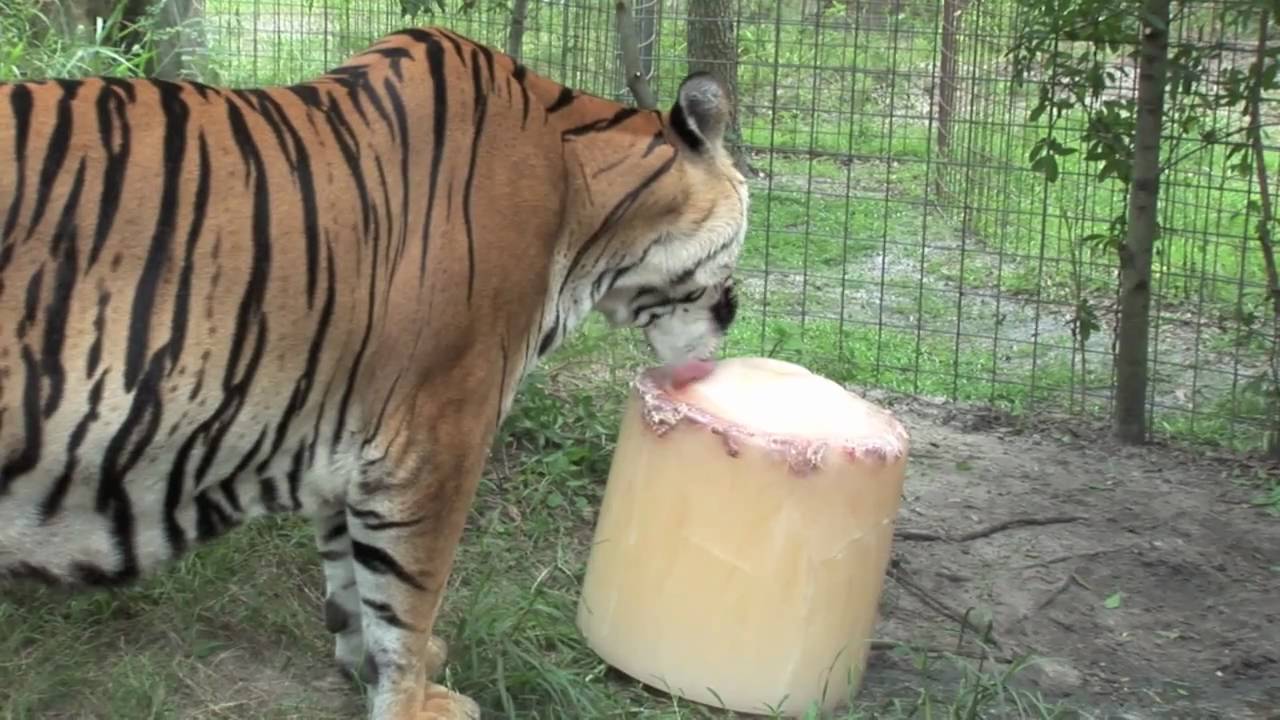 rescue dogs rock nyc GIANT Tiger Popsicle!