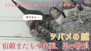 【ツバメ日記2024年ダイジェスト51日】執拗なあぶれツバメの襲撃と巣の破損　かわいいは正義の弱者の戦略　2024年3月28日〜5月17日