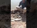 नदी में जबरदस्त रोहू मछली पकड़ ली😱🎣🔥 #fishingvideo #fishing #shorts #fishrohufish