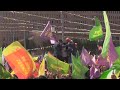 TURQUIA COMEMORA CHEGADA DA PRIMAVERA COM FESTA.