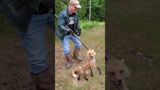This Fox Trap Went Viral on the Internet #shorts #trending #viralvideos