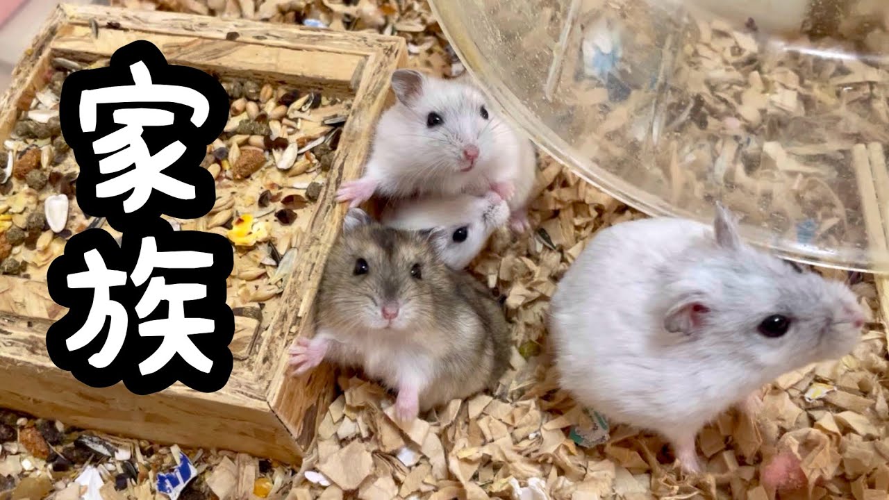 ぴぴみちゃんファミリー - YouTube