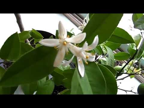 Vidéo: Pollinisation des citronniers d'intérieur - Comment polliniser les citronniers à la main