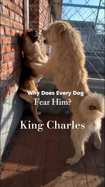 RESPECT‼️ The boss dog king charles #short #ytshort