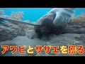 透き通った海でアワビとサザエを獲ってきました。
