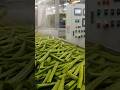 Satisfying Aloe Vera Gel Factory Process  High Speed Industrial ASMR