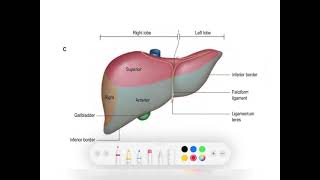 Liver Anatomy (4/4) | Diagrammatic Explanation | EOMS