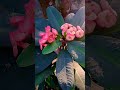 Flowers..🍂🍁 #song #ytstudio #bollywood