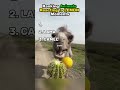 Ranking Animals Reacting To LEMON Moments