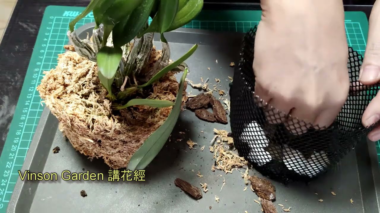 如何製作蝴蝶蘭掛籃盆  蘭花用上太多好處了호접란 바구니 만드는 법 #VinsonGarden講花經