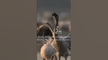 تلاوه نادره للشيخ المنشاوي #المدينة_المنورة #المصحف #تلاوة_خاشعة #المنشاوي #محمد_صديق_المنشاوي