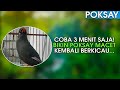 Bikin Poksay Emosi Poksay Mandarin Gacor Berkicau Asli Mp3 - Mp4 Download