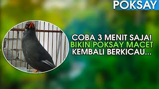 BIKIN POKSAY EMOSI!!! POKSAY MANDARIN GACOR BERKICAU ASLI