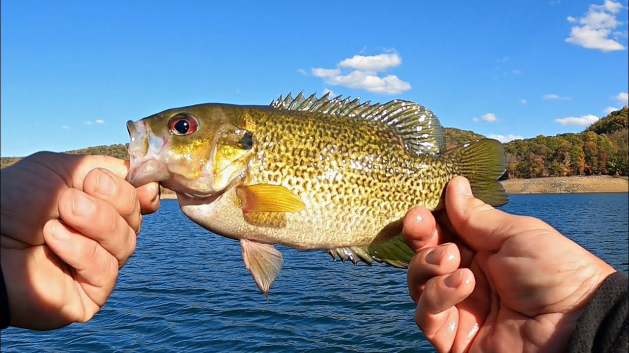 PB Rock Bass & Fun Fall Fishing (3 Species in First 4 Cast
