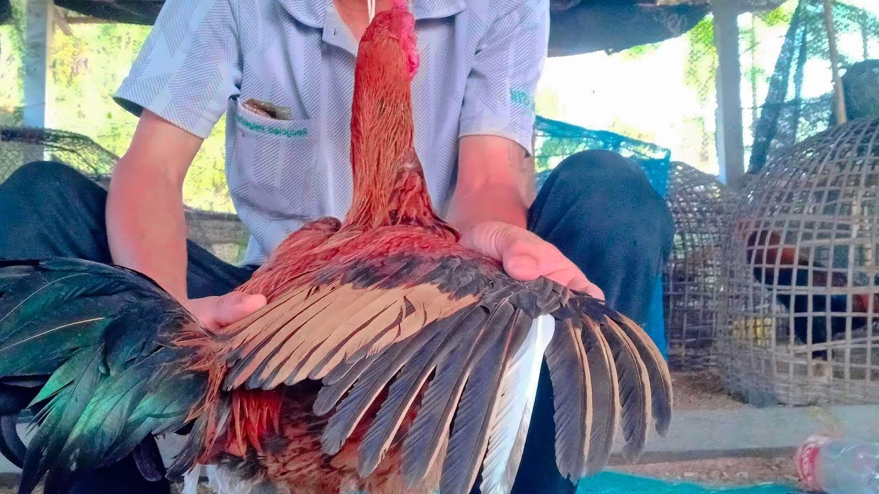 ไก่ปีกขาว ข้างเดียว ความเชื่อโบราณ(สำหรับมือใหม่) Ep.12