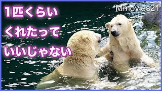 魚は自分でとってよね　楽して食べたいララと厳しいリラ Polar Bearｓ play after breakfast