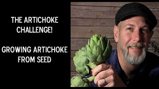 The Artichoke Challenge | Episode 1 | Growing Artichoke From Seed