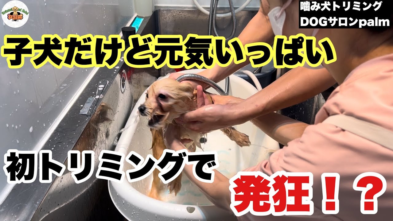【初来店】4ヶ月のポメプー初トリミングで波乱？
