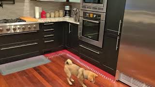 Shiba Inu Versus Turbo Rc