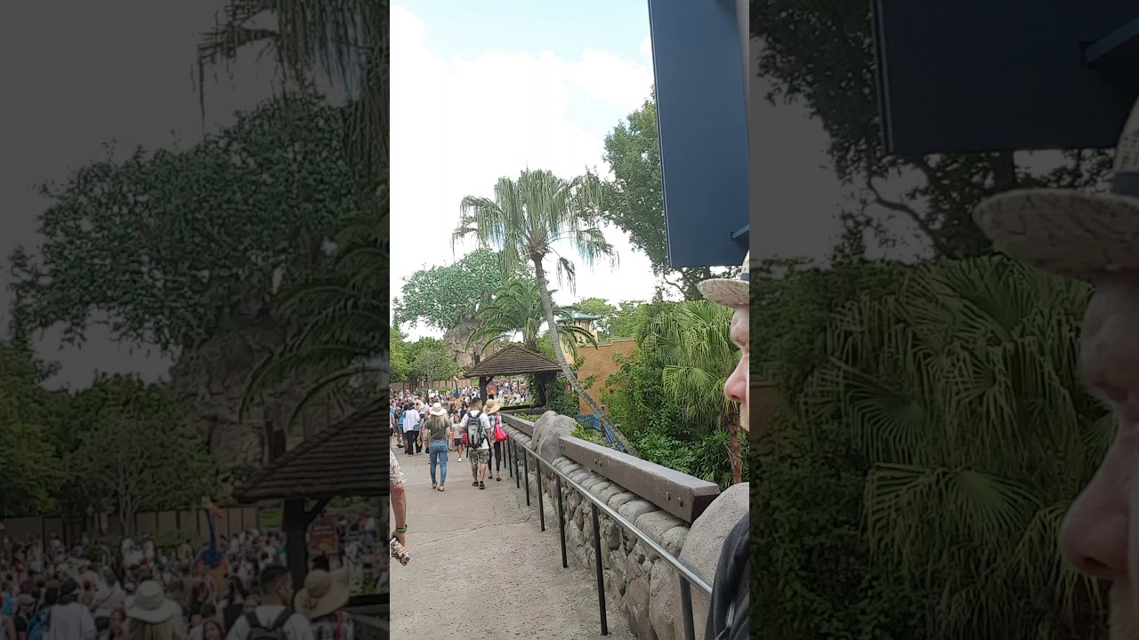 Disney animal kingdom - YouTube