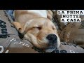 LA PRIMA NOTTE A CASA DI UN CUCCIOLO DI LABRADOR DI 60 GIORNI | Vediamo COME è ANDATA