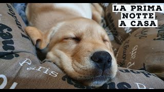 FIRST NIGHT AT THE HOME OF A 60 DAYS LABRADOR PUPPY | Let's see HOW IT WENT