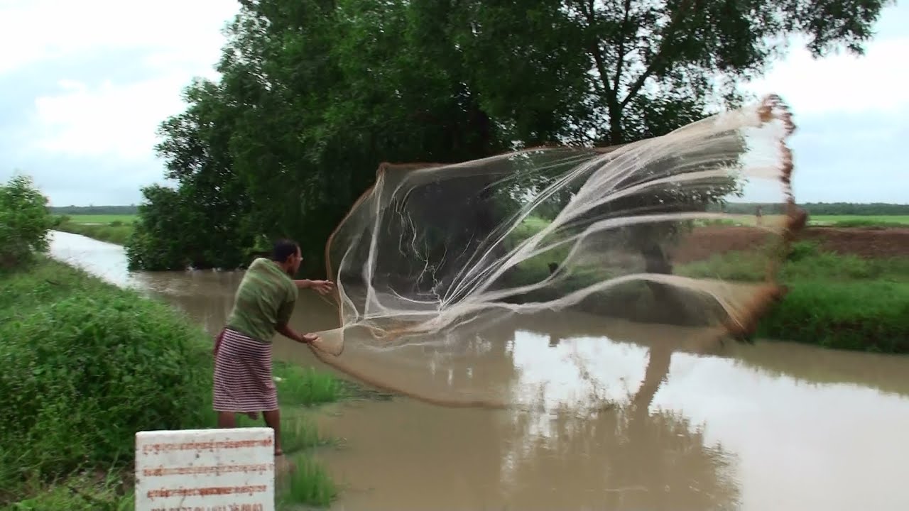 Traditional Cast Net Fishing in Rain-Swollen Rice Paddy Stream - Suong, Cambodia