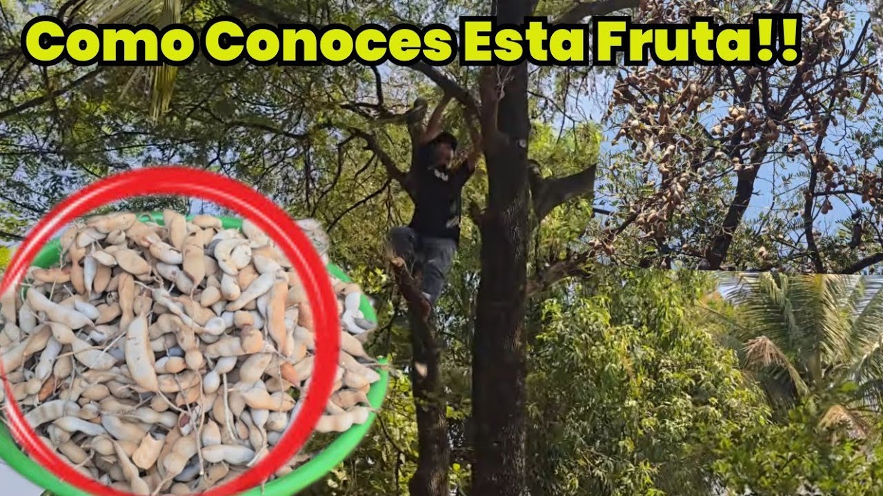 Mi Abuela Pide A Nehemias Que Baje Tamarindo De Su Arbol
