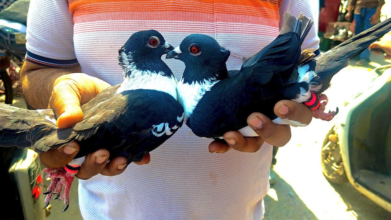 इतनी भीड़ 😳 आज की वेलकम चौक कबूतर मार्केट 🐦 | संडे स्पेशल पूरा व्लॉग ❤️‍🔥👍🏻