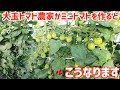鈴なり過ぎてやばい!!ミニトマトが食べ放題の予感です。シシリアンルージュの様子を見ていこう‼