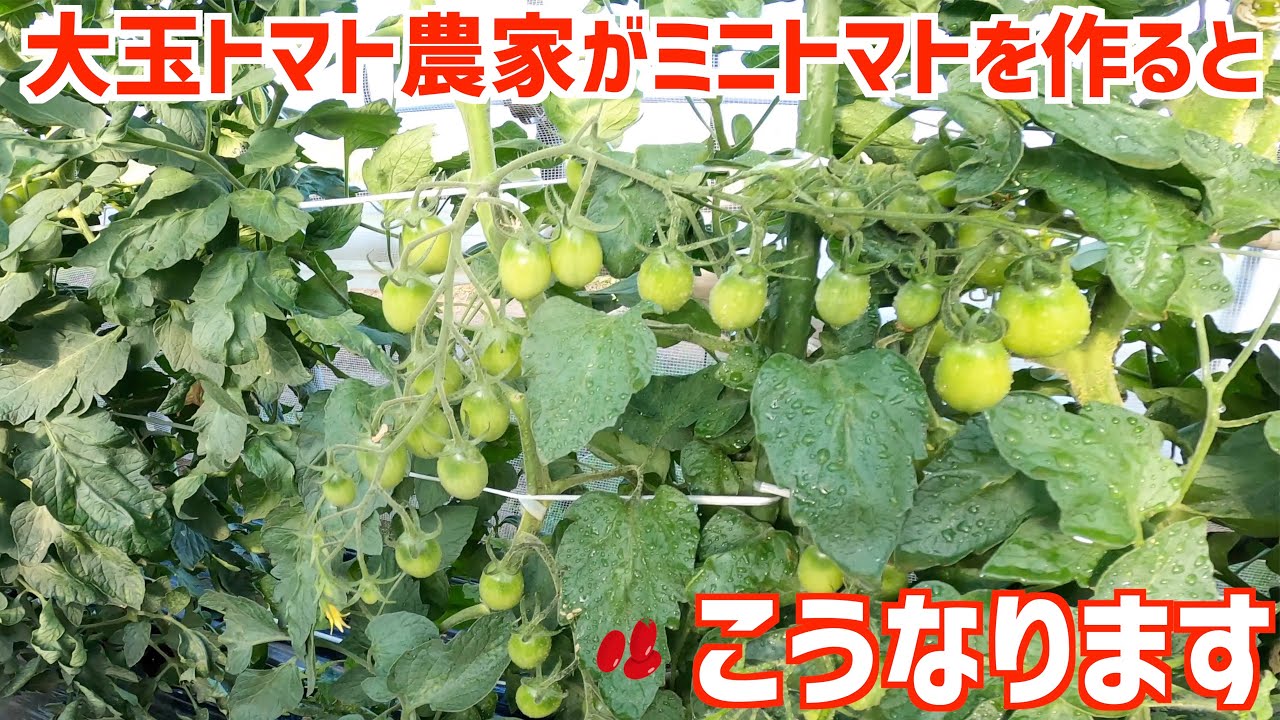 大玉トマトにアブラムシが大量発生 ホームセンター 通販でも買える資材の紹介と私のアブラムシ対策 Youtube