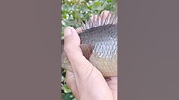 Câu cá rô đồng giật run tay #tanhungmientay #cauca