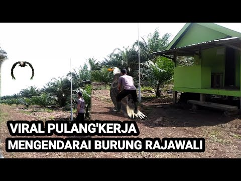 Video: Burung dengan sayap biru: foto dan nama, habitat, ciri kehidupan