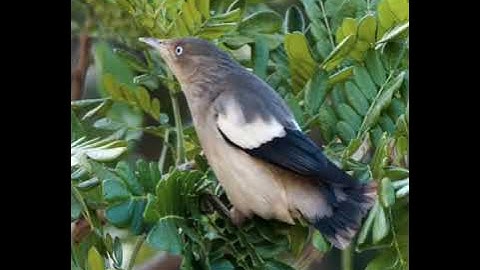 Tiếng sáo đá. Bẫy ăn chim 100%. Zalo. 0705294624