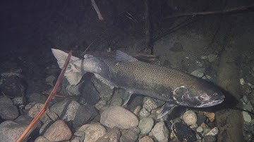 NSEA "Upstream" Chinook Salmon Video