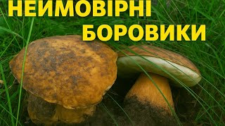 видео: Збір грибів | Неймовірні боровики! #гриби #боровики #білігриби #тихеполювання#mushroom картинка: Збір грибів | Неймовірні боровики! #гриби #боровики #білігриби #тихеполювання#mushroom