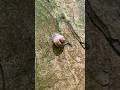Hab eine Schnecke entdeckt. #naturliebe #frühling #baum #licht #achtsamkeit #vogelgezwitscher