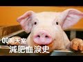 ♛ QQ聊天室 減肥血涙史 Surprise Unboxing