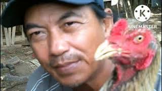 POTONG AYAM BUAT BONTOT MANCING