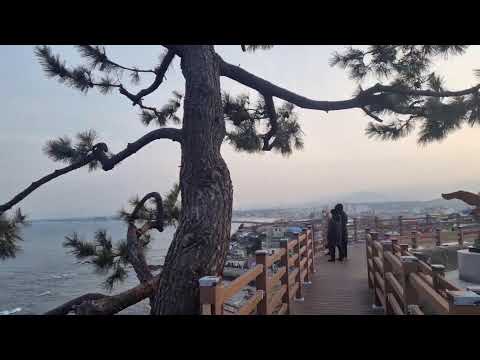 올인방송&amp;#39;s 주문진 <strong>등대</strong>(2023/01/23)(후원: 농협 333053-51-072090 조영환)