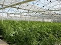 Cómo Cultivar Tomate Bajo Techo (Invernadero) - TvAgro por Juan Gonzalo Angel