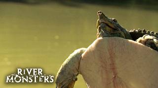 Jeremy Wade CATCHES a TURTLE instead of Fish | River Monsters
Jeremy Wade CATCHES a TURTLE instead of Fish | River Monsters Jeremy Wade CATCHES a TURTLE instead of Fish | River Monsters