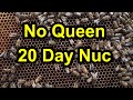 No Queen - 20 Days After Nuc Installed