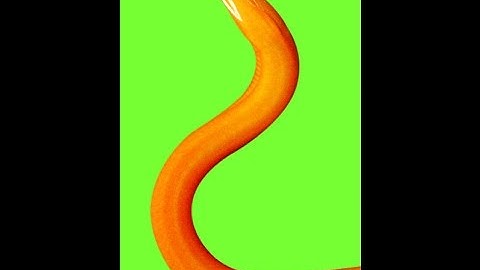 Nông dân miền Tây bắt được lươn vàng nặng gần 1kg[Tin Giải Trí]