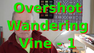 Overshot Wandering Vine 1