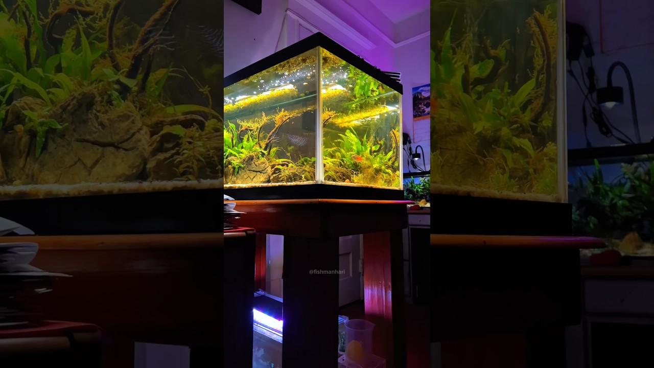 Peace of mind #plantedtank
