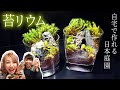 【100均DIY】自宅で簡単 苔テラリウムを作ってみた！DIY moss Terrarium