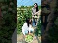 Cucumber farming life - Enjoy with cucumber harvest #farming #viral #2026 #shorts #agriculture