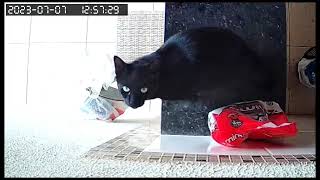 Cat curious about a security camera